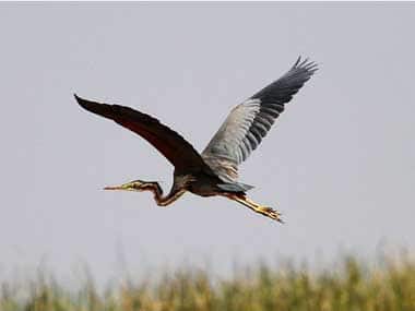 For poachers-turned-preservers of birds in Odisha's Mangalajodi, World Wildlife Day is not just on 3 March, it's every day