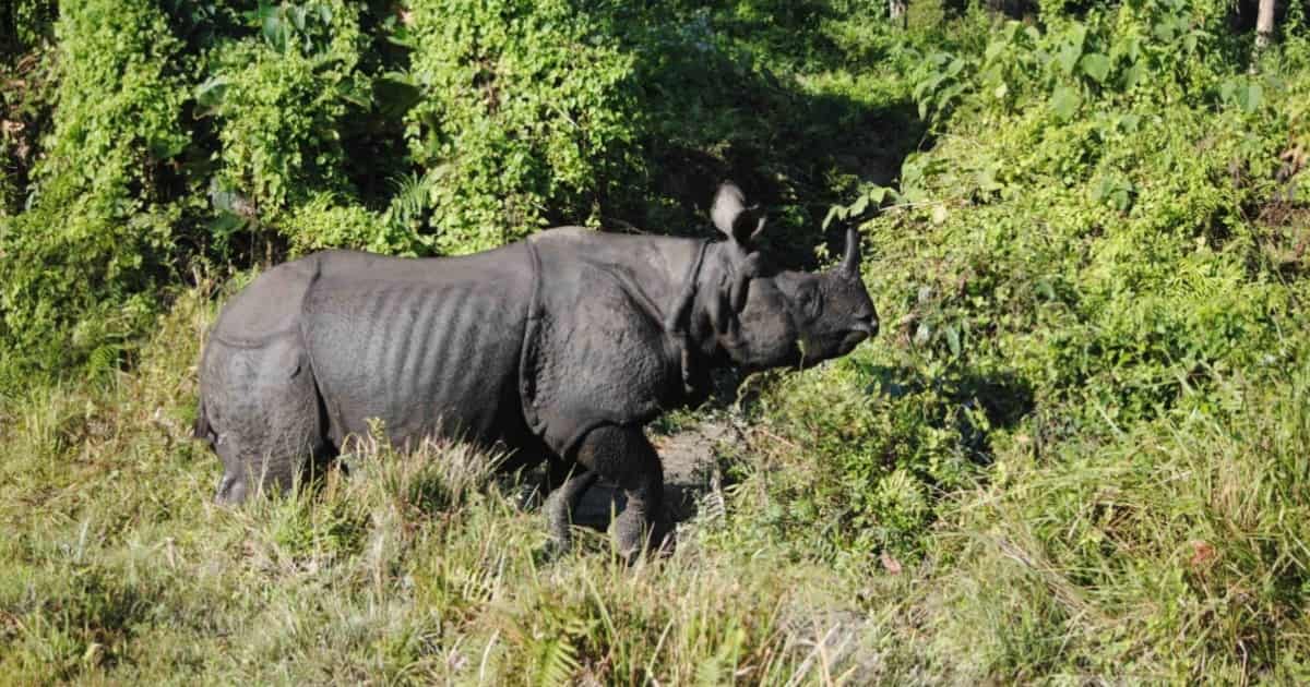 Assam’s rhino habitats are being overtaken by invasive plant species