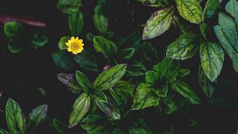 IISc launches online database of over 10,000 plant species in peninsular India