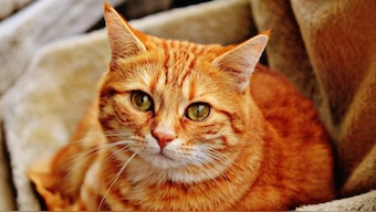 Cats get their way: Better for cats, caretakers that they stay indoors, study finds