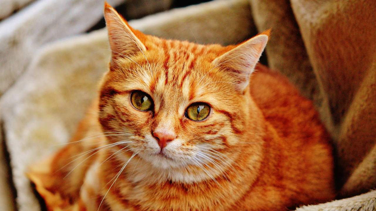 Amazon employee's cat kept bringing home dead animals so he built an AI-powered cat flap Amazon employee's cat kept bringing home dead animals so he built an AI-powered cat flap