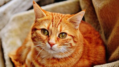 Cats get their way: Better for cats, caretakers that they stay indoors, study finds