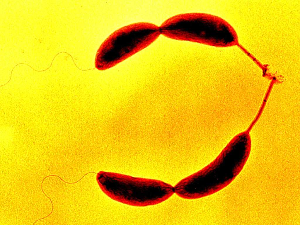 Computer-generated, edited genome used to make first synthetic life form — bacteria