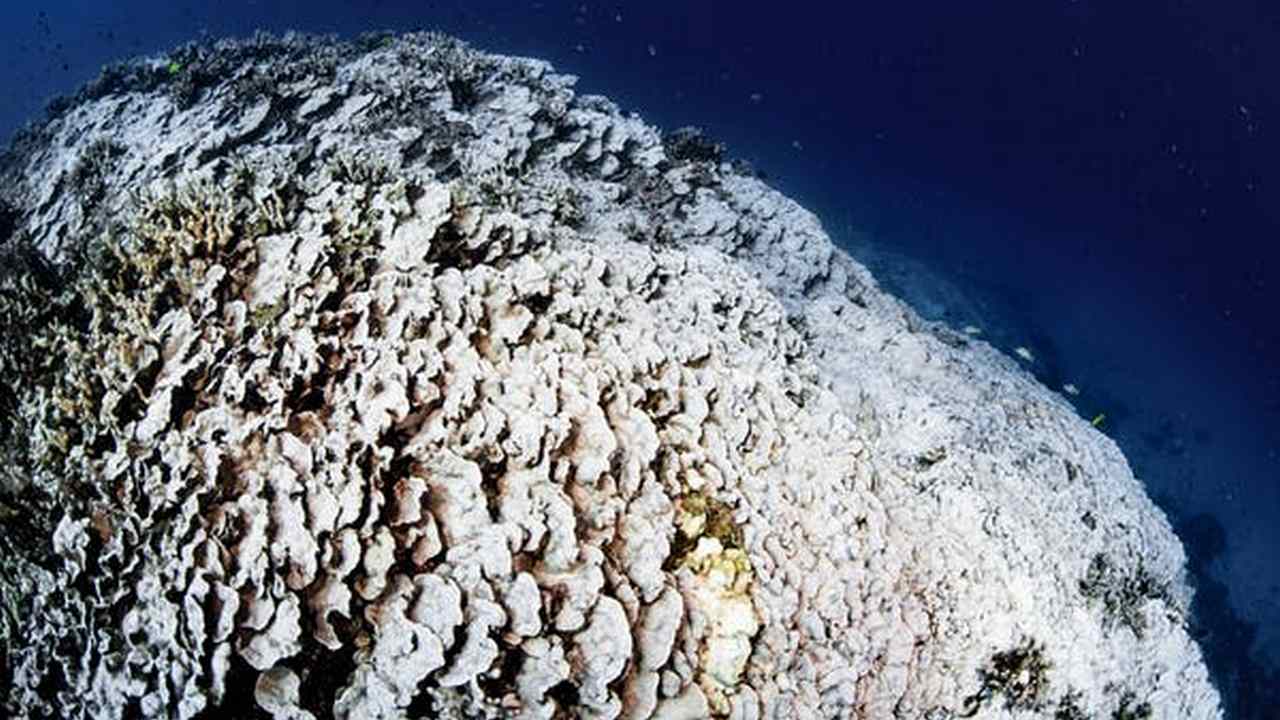 The Great Barrier Reef might not recover from the mass bleaching event that took place in March The Great Barrier Reef might not recover from the mass bleaching event that took place in March