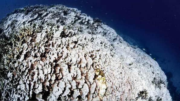 The Great Barrier Reef might not recover from the mass bleaching event that took place in March