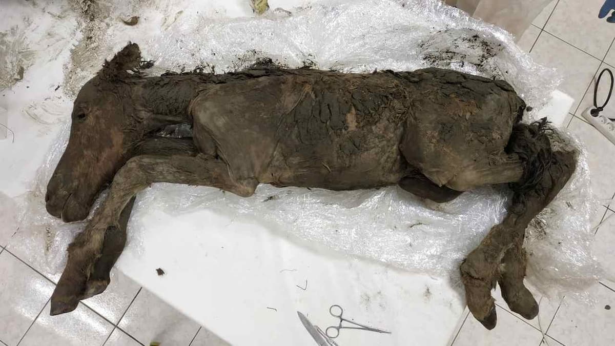 Liquid blood, urine from 42,000-year-old extinct horse extracted by scientists