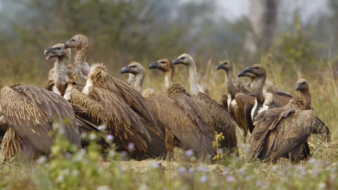 Despite preventable incidents of poisoning, vulture counts have improved in recent years. Image courtesy: Envis Centre, Ministry of Environment & Forest