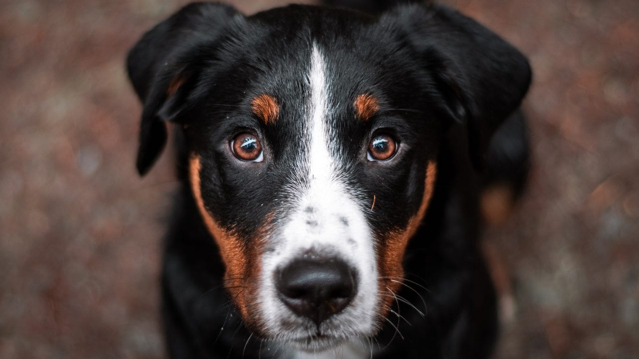 half dog half human face