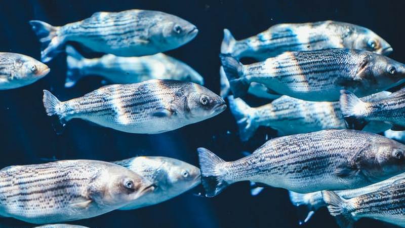 Tiny microbes in the slipery mucus layer of fish could lead chemists to new antibiotic drugs