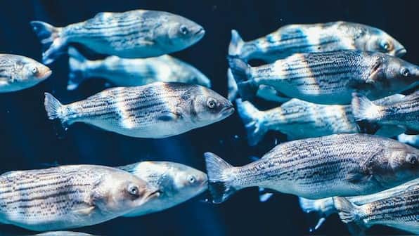 Tiny microbes in the slipery mucus layer of fish could lead chemists to new antibiotic drugs