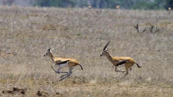 Conservation may benefit from learning how animals cope with fear, use social learning