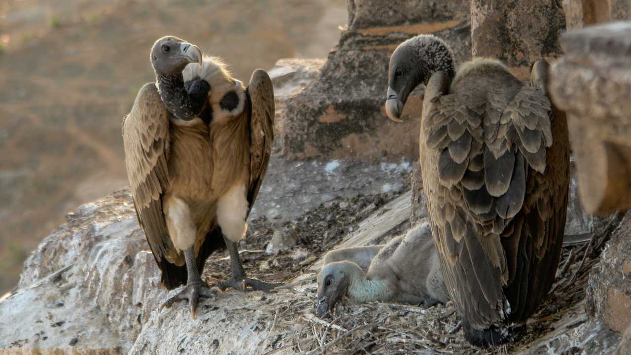 Gyps indicus vultures in the nest, on the tower of the Chaturbhuj Temple, Orchha, Madhya Pradesh, India. Image: Wikimedia Commons