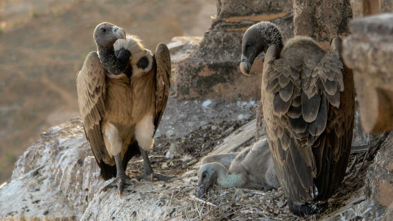 Why are flocks of endangered vultures dying of accidental poisoning in Assam? Why are flocks of endangered vultures dying of accidental poisoning in Assam?
