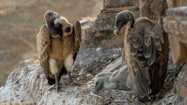 Why are flocks of endangered vultures dying of accidental poisoning in Assam?