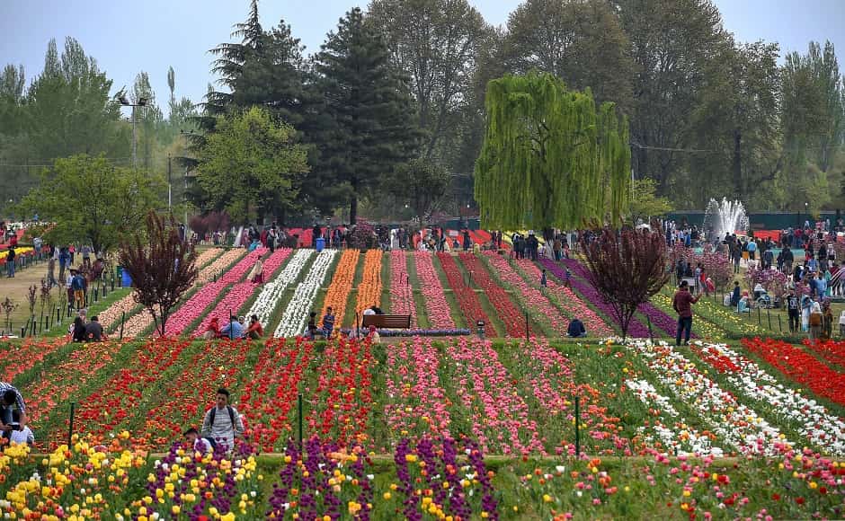 Asia S Biggest Tulip Garden In Srinagar Sees High Tourist Footfall Tulip Festival To Conclude On 5 May Photos News Firstpost