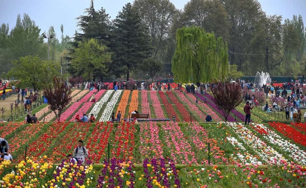 Asia's biggest tulip garden in Srinagar sees high tourist footfall