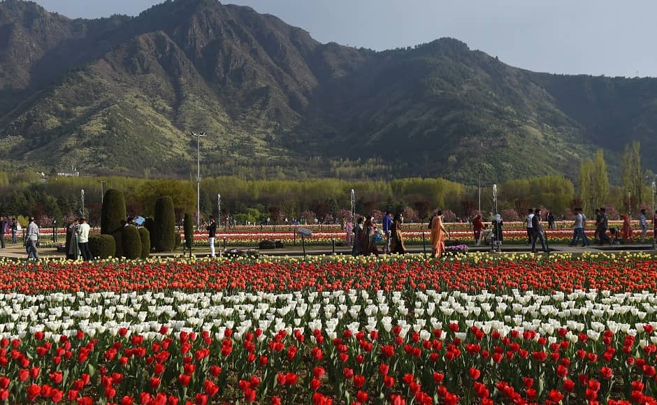 Siraj Bagh is Asia’s biggest tulip garden, which was opened for tourists on 1 April and can be visited till 5 May. Image courtesy: PTI Siraj Bagh is Asia’s biggest tulip garden, which was opened for tourists on 1 April and can be visited till 5 May. Image courtesy: PTI