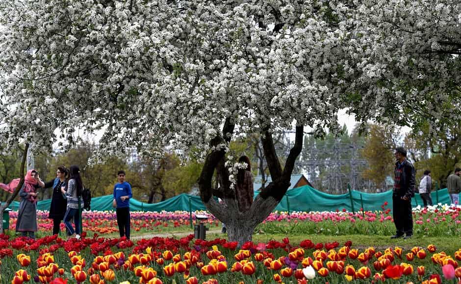 Even though the lakhs of tulips in various colours remain the tourist attraction, the garden has various other varieties of flowers, trees and fountains. Image courtesy: PTI Even though the lakhs of tulips in various colours remain the tourist attraction, the garden has various other varieties of flowers, trees and fountains. Image courtesy: PTI