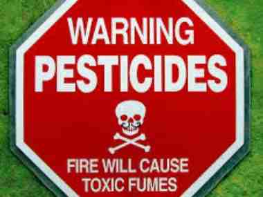 No pests in nature: Insects killed by pesticides have far more medicinal value than humans realise No pests in nature: Insects killed by pesticides have far more medicinal value than humans realise