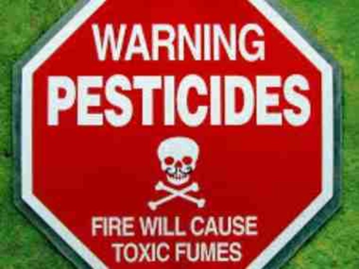 No pests in nature: Insects killed by pesticides have far more medicinal value than humans realise