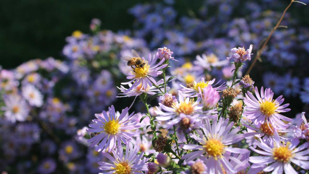 Honeybees are the world's top pollinators. Image credit: Fauna & Flora International