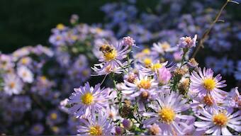 World Bee Day 2019: Honey, we shrunk the (number of) bees, we must bring them back