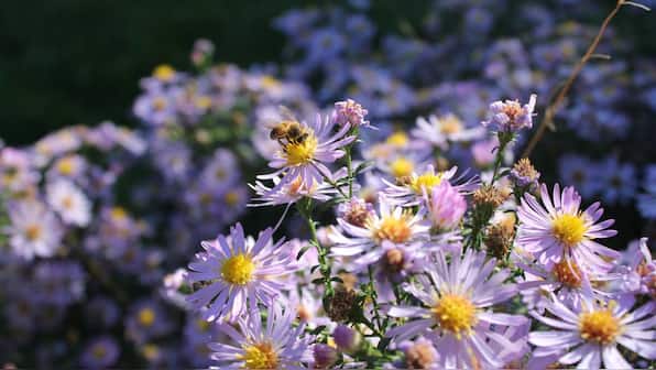 World Bee Day 2019: Honey, we shrunk the (number of) bees, we must bring them back