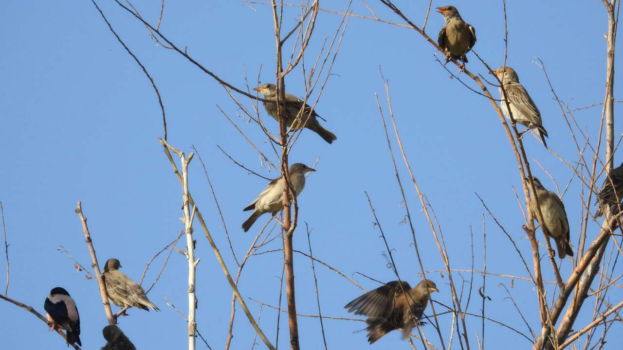 Earth Day 2019: Migrations remind us we are one among a million other species looking to survive, sing and love Earth Day 2019: Migrations remind us we are one among a million other species looking to survive, sing and love