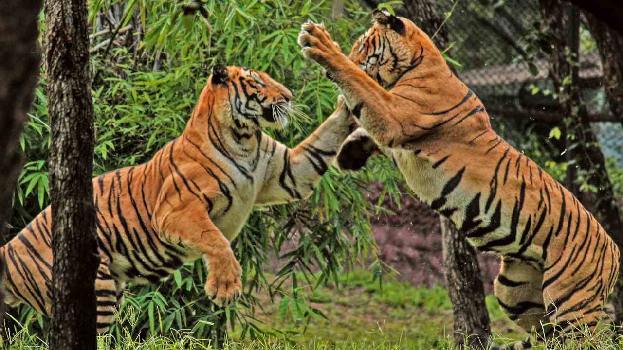 Royal Bengal Tigers playing at Nehru Zoological Park in Hyderabad. Image: Wikimedia Commons