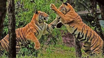 120 tigers trafficked each year, 2,300 tigers killed, trafficked this century: report