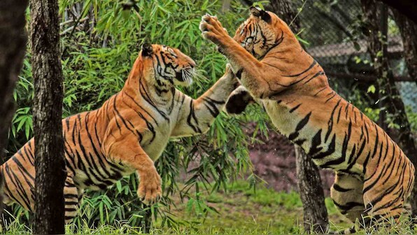120 tigers trafficked each year, 2,300 tigers killed, trafficked this century: report