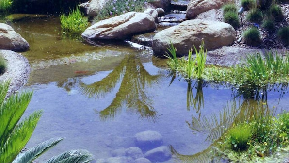 First life forms on Earth were likely born in ponds and not oceans, study suggests
