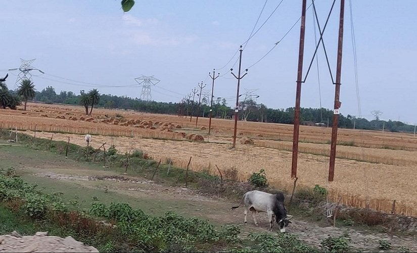 Stray cattle are ruining standing crops, causing road accidents and the barbed fences put up to keep them out of fields are inadvertently injuring humans. Firstpost/Ananya Srivastava