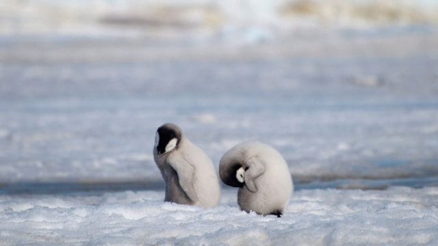 Watch: Caretaker struggles to weigh baby Emperor penguin; internet is all hearts - Firstpost