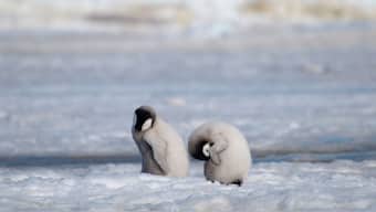 Watch: Caretaker struggles to weigh baby Emperor penguin; internet is all hearts