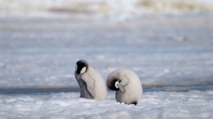 Watch: Caretaker struggles to weigh baby Emperor penguin; internet is all hearts