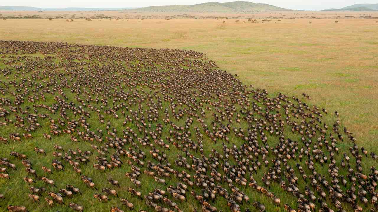 A migration of wildebeest in the Serengeti National Park, Tanzania. Wildebeest are among the most cautious animals in the moonlit grasslands – choreographing their movements to match the available moonlight and minimize their risk of attack by their predators, the African lion. Image: Wikimedia Commons