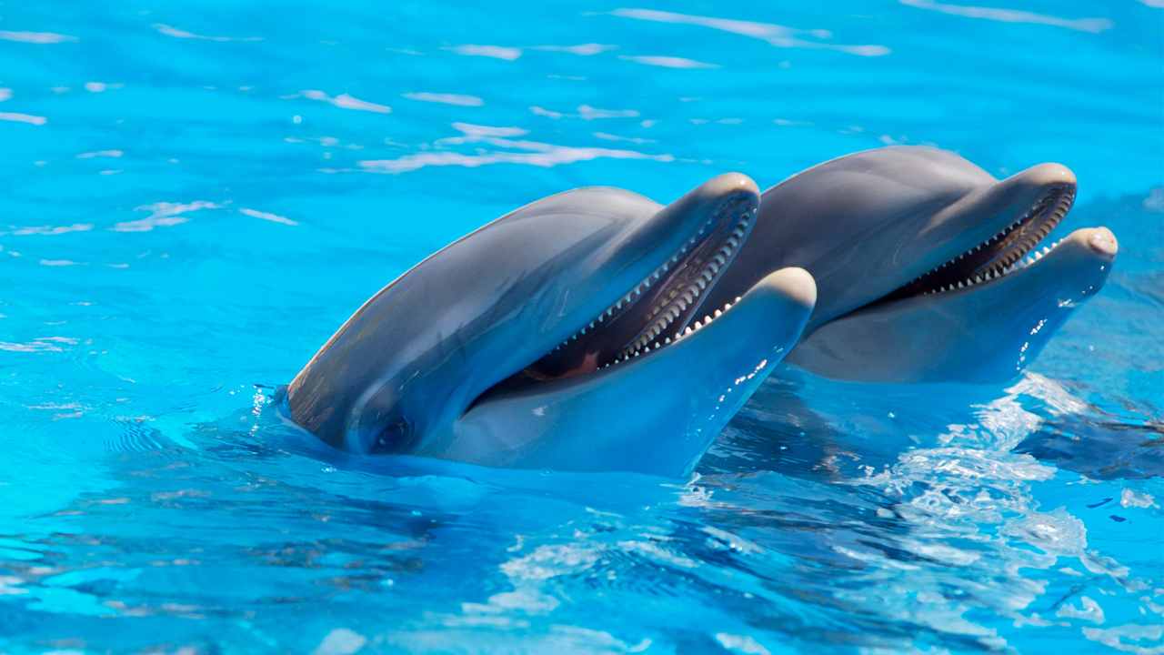 Two dolphin smile for the camera. image credit: Pexels