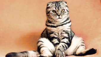 Scientists discover that cats can distinguish between words that humans say