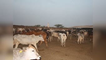 In western UP, places like Mathura show cow protection can go hand-in-hand with the development agenda