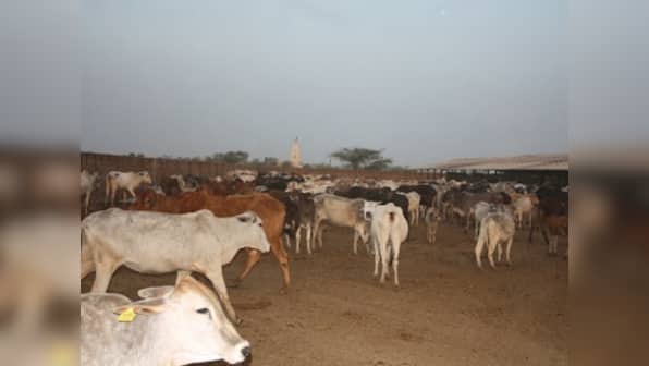 In western UP, places like Mathura show cow protection can go hand-in-hand with the development agenda
