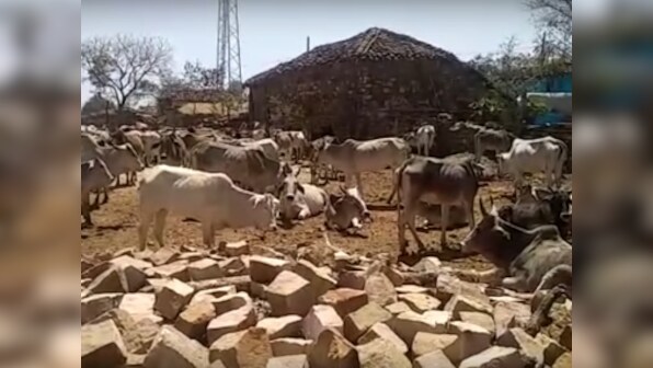 Chitrakoot cow deaths: As shelter grapples with inadequate resources, what gau raksha means on the ground