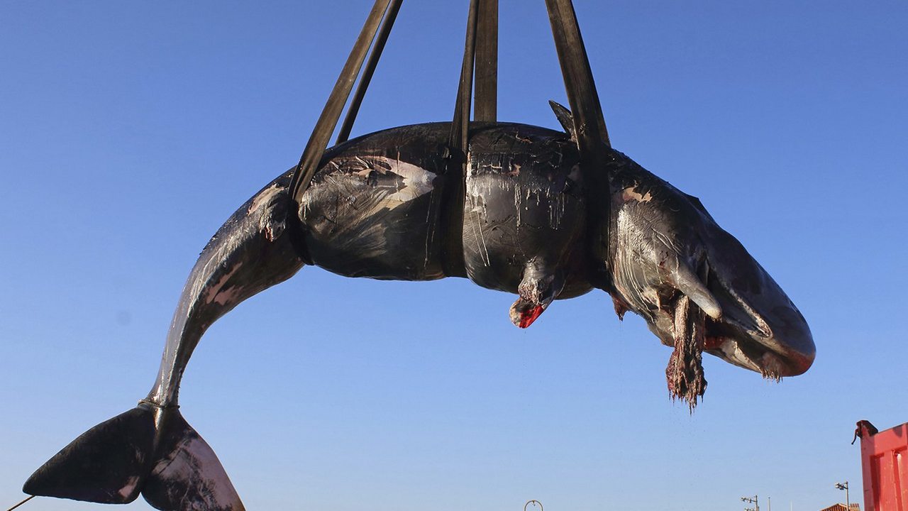 WWF sounds alarm after whale with 50 pounds of plastic in its stomach washes ashore