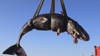 WWF sounds alarm after whale with 50 pounds of plastic in its stomach washes ashore