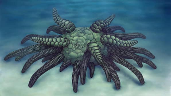 Ancient 430 million-year-old fossil points to how sea cucumbers lost their armour