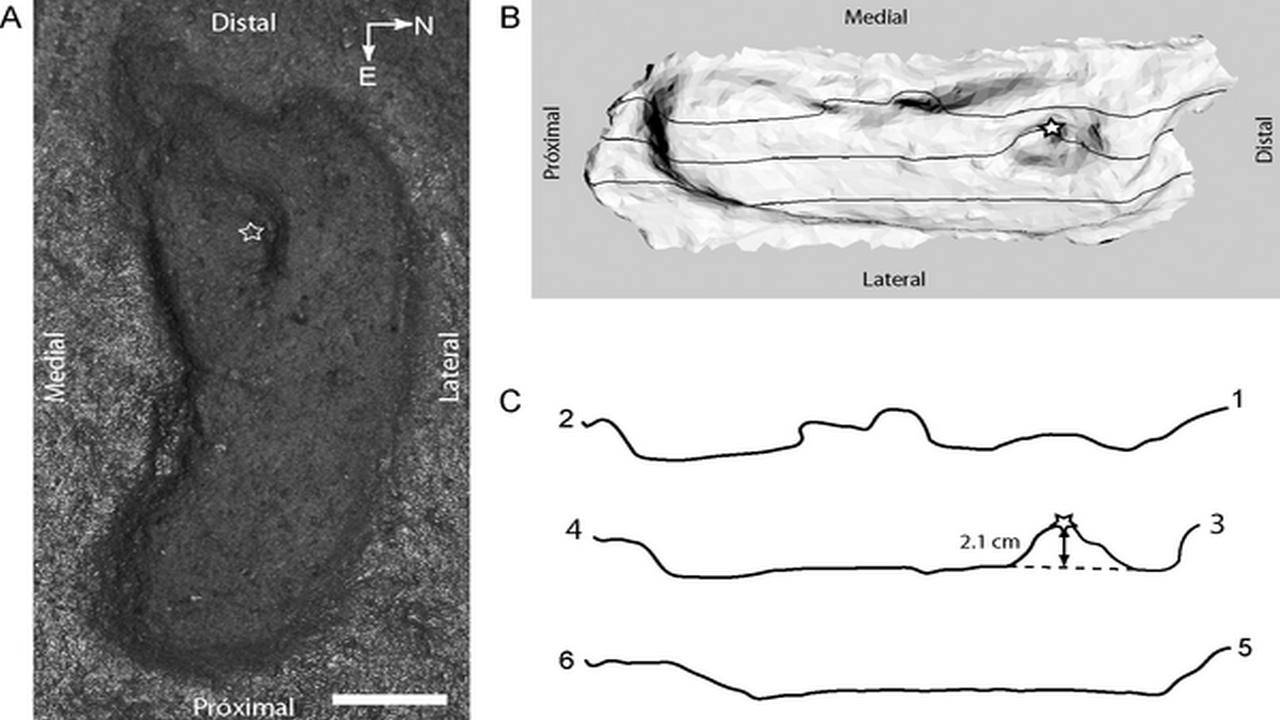 Archaeologists find oldest male human footprint in Chile's Pilauco excavation site Archaeologists find oldest male human footprint in Chile's Pilauco excavation site