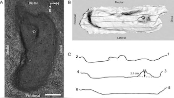 Archaeologists find oldest male human footprint in Chile's Pilauco excavation site