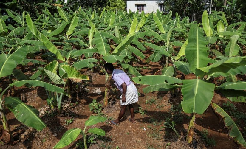 After 2018 Kerala floods, at least 9,000 farmers are facing revenue recovery as they have failed to repay the loan. Majority of them have hardly any income from farming. Reuters