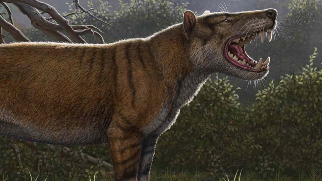 Skull of largest meat-eating mammal to roam Earth found in museum cabinet  in Kenya- Technology News, Firstpost