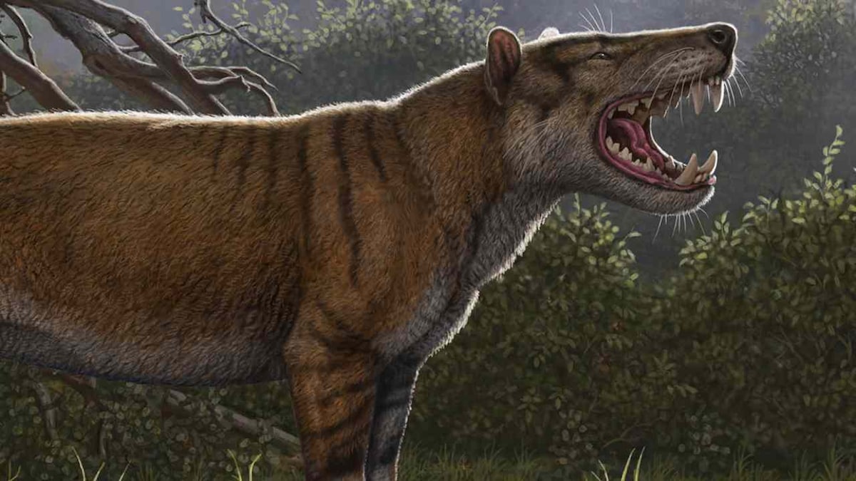 Skull of largest meat-eating mammal to roam Earth found in museum ...